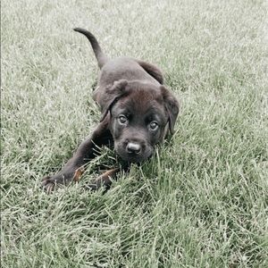 Meet your Posher, Abbie